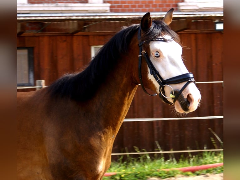 American Paint Horse Ruin 3 Jaar 148 cm Overo-alle-kleuren in Velpke