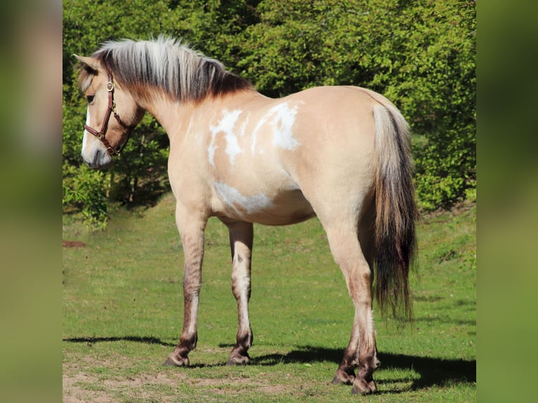 American Paint Horse Mix Ruin 3 Jaar 148 cm Tobiano-alle-kleuren in Oberhausen