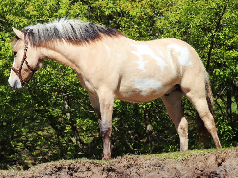 American Paint Horse Mix Ruin 3 Jaar 148 cm Tobiano-alle-kleuren in Oberhausen
