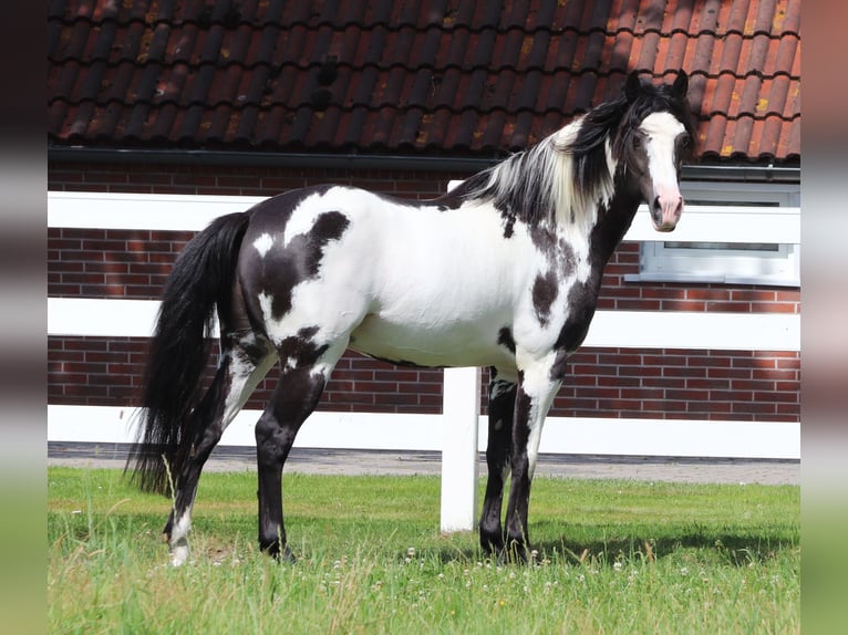 American Paint Horse Mix Ruin 3 Jaar 148 cm Tobiano-alle-kleuren in Oberhausen