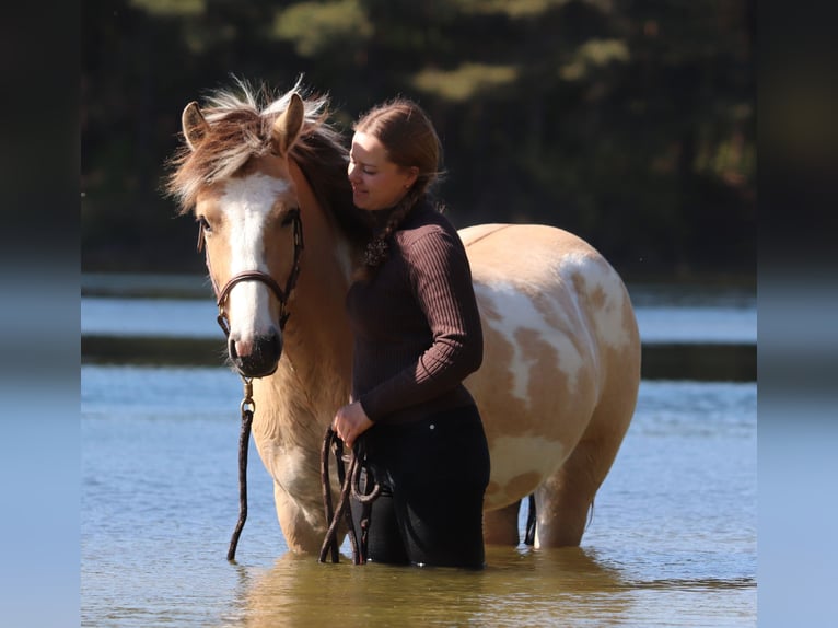 American Paint Horse Mix Ruin 3 Jaar 148 cm Tobiano-alle-kleuren in Oberhausen