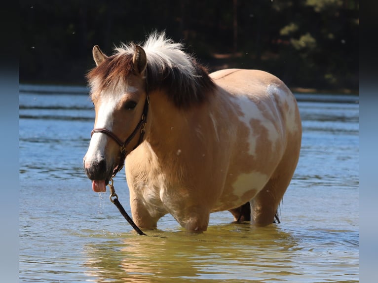 American Paint Horse Mix Ruin 3 Jaar 148 cm Tobiano-alle-kleuren in Oberhausen