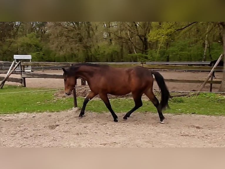 American Paint Horse Ruin 3 Jaar 150 cm Bruin in Wildeshausen