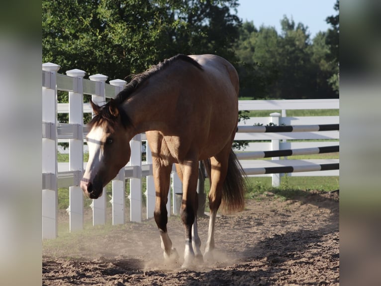 American Paint Horse Mix Ruin 3 Jaar 150 cm Buckskin in Oberhausen