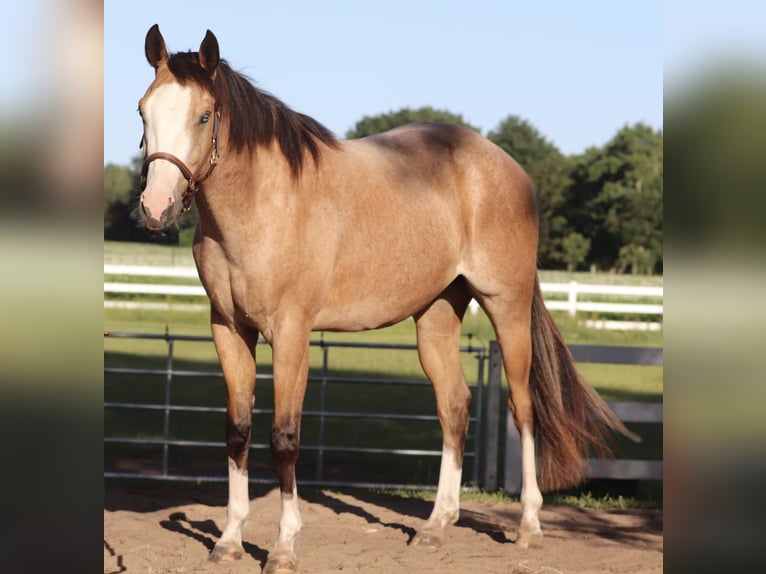 American Paint Horse Mix Ruin 3 Jaar 150 cm Buckskin in Oberhausen