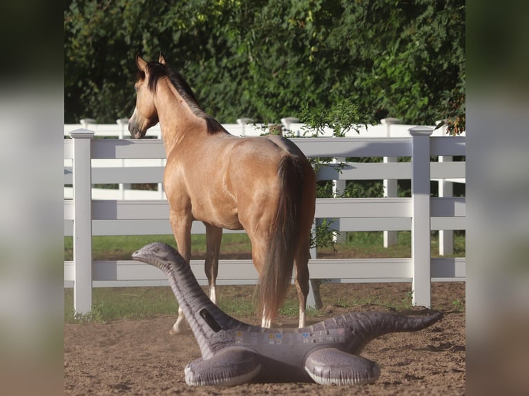 American Paint Horse Mix Ruin 3 Jaar 150 cm Buckskin in Oberhausen