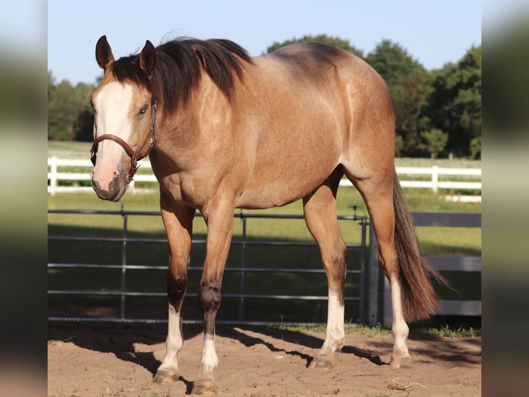 American Paint Horse Mix Ruin 3 Jaar 150 cm Buckskin in Oberhausen