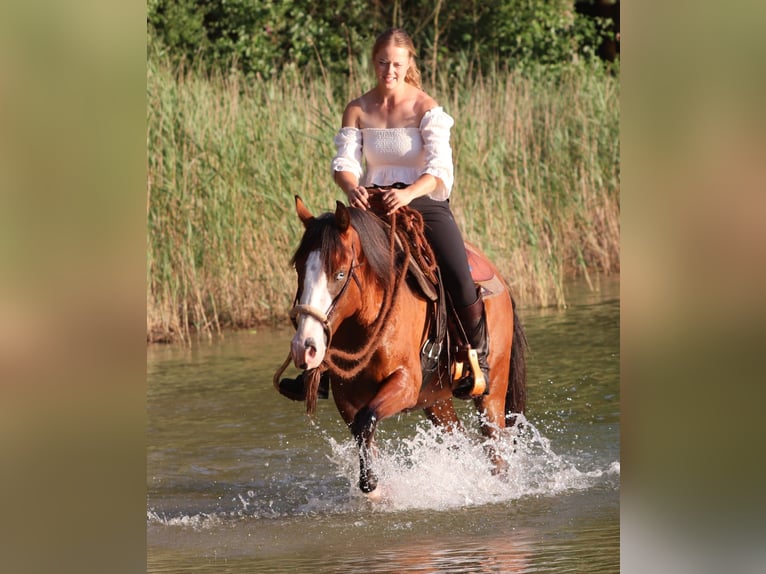 American Paint Horse Mix Ruin 3 Jaar 150 cm Donkerbruin in Oberhausen
