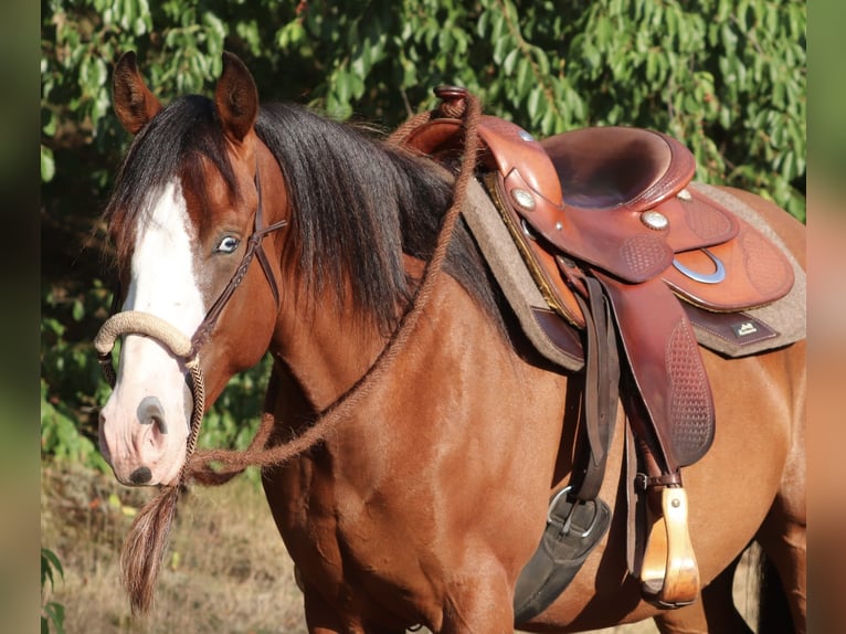 American Paint Horse Mix Ruin 3 Jaar 150 cm Donkerbruin in Oberhausen