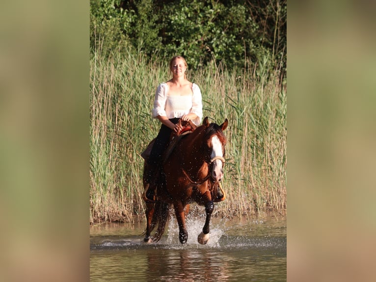 American Paint Horse Mix Ruin 3 Jaar 150 cm Donkerbruin in Oberhausen