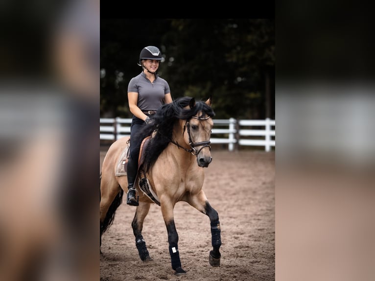 American Paint Horse Mix Ruin 3 Jaar 150 cm Donkerbruin in Oberhausen