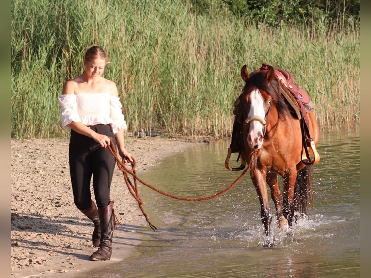 American Paint Horse Mix Ruin 3 Jaar 150 cm Donkerbruin in Oberhausen