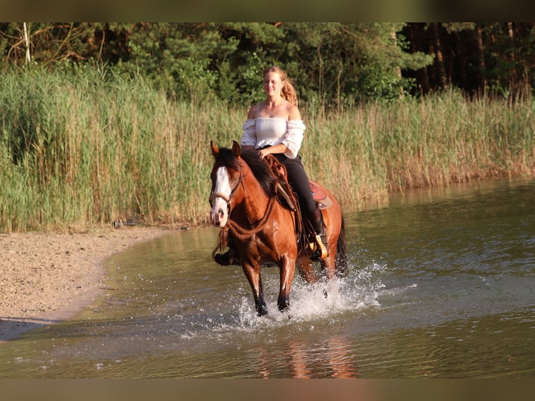 American Paint Horse Mix Ruin 3 Jaar 150 cm Donkerbruin in Oberhausen