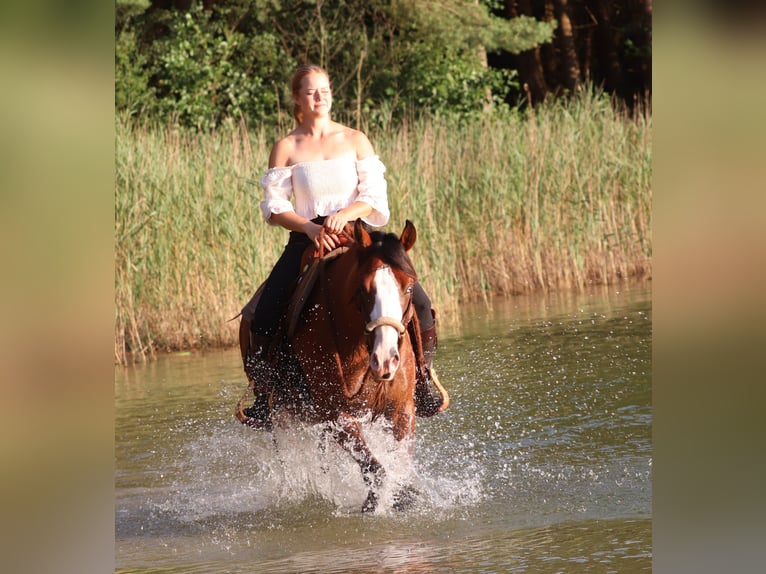 American Paint Horse Mix Ruin 3 Jaar 150 cm Donkerbruin in Oberhausen