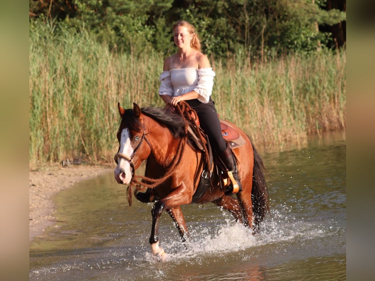 American Paint Horse Mix Ruin 3 Jaar 150 cm Donkerbruin in Oberhausen