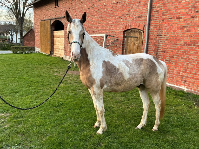 American Paint Horse Mix Ruin 3 Jaar 150 cm Gevlekt-paard in Marienmünster