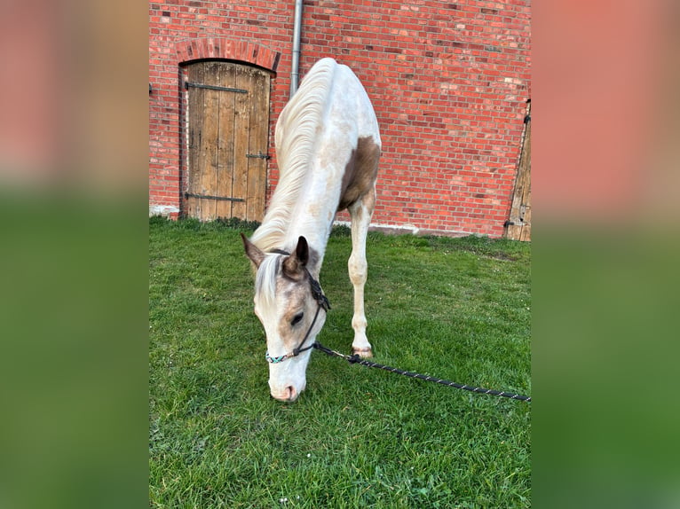 American Paint Horse Mix Ruin 3 Jaar 150 cm Gevlekt-paard in Marienmünster