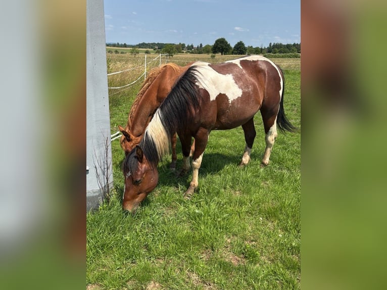 American Paint Horse Ruin 3 Jaar 150 cm Gevlekt-paard in Straubenhardt