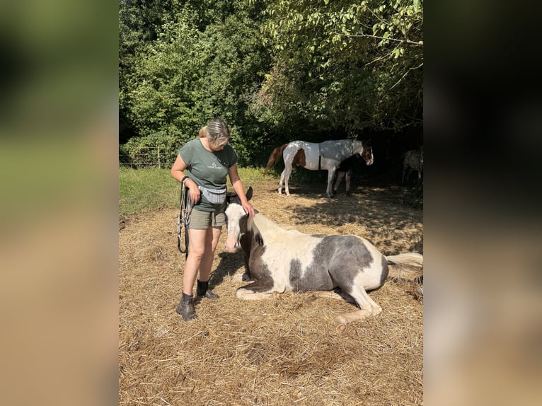 American Paint Horse Ruin 3 Jaar 150 cm Tovereo-alle-kleuren in Neckarwestheim