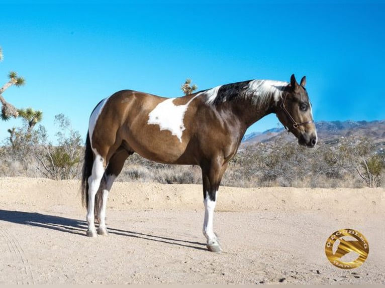 American Paint Horse Ruin 3 Jaar 152 cm Buckskin in Apple Valley