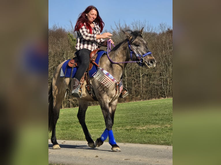 American Paint Horse Mix Ruin 3 Jaar 152 cm Grullo in Linkenbach