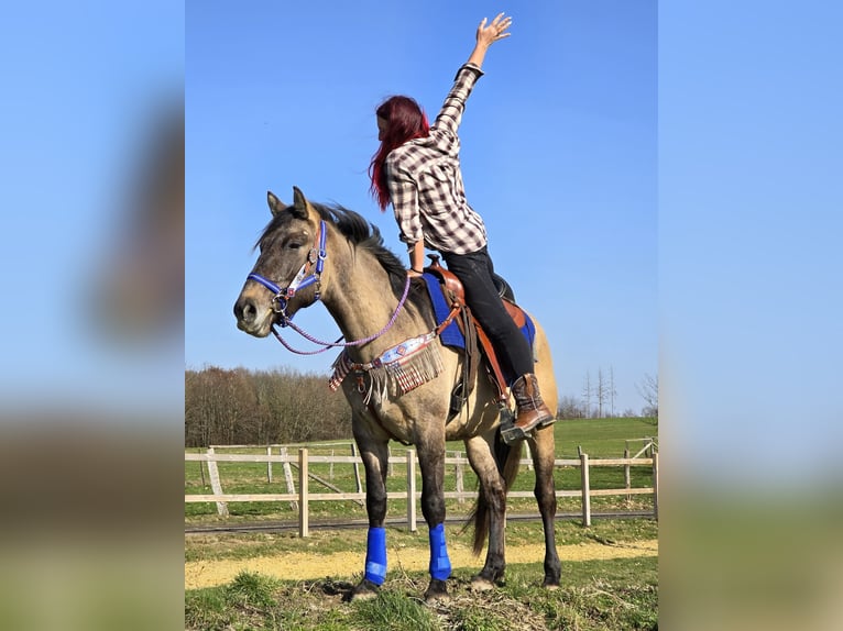 American Paint Horse Mix Ruin 3 Jaar 152 cm Grullo in Linkenbach