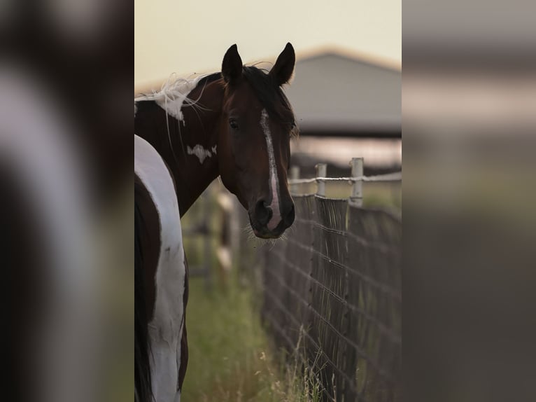 American Paint Horse Ruin 3 Jaar 152 cm Roodbruin in Stephenville