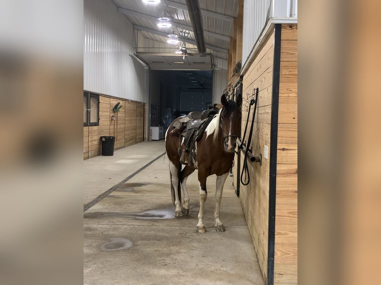 American Paint Horse Ruin 3 Jaar 152 cm Roodbruin in Stephenville