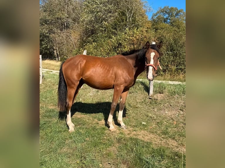 American Paint Horse Mix Ruin 3 Jaar 153 cm  in Daleiden