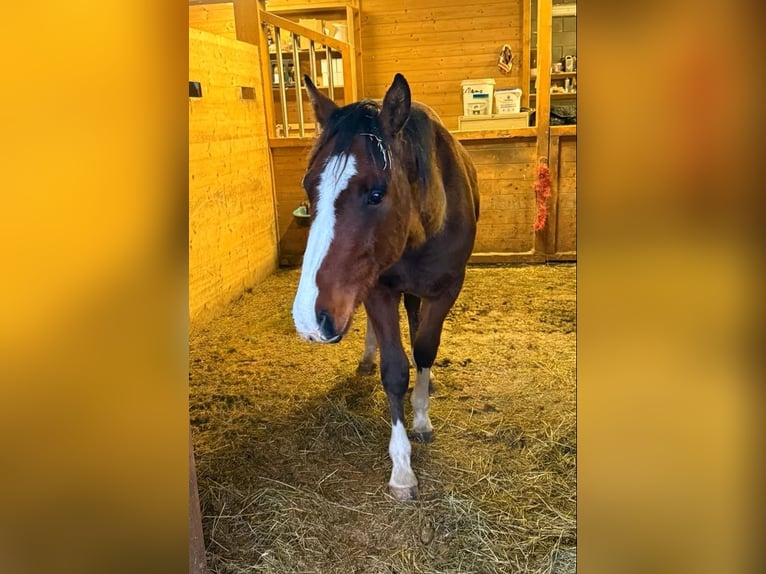 American Paint Horse Mix Ruin 3 Jaar 153 cm  in Daleiden