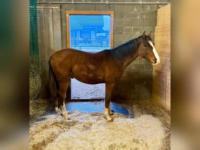 American Paint Horse Mix Ruin 3 Jaar 153 cm  in Daleiden