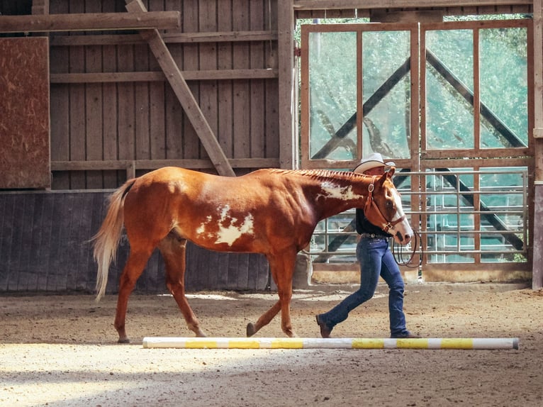 American Paint Horse Ruin 3 Jaar 154 cm Overo-alle-kleuren in Haldenwang
