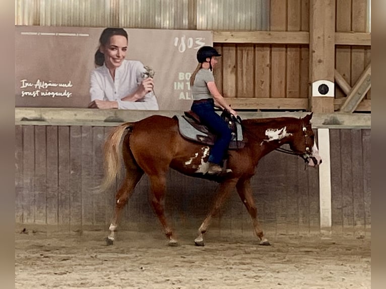 American Paint Horse Ruin 3 Jaar 154 cm Overo-alle-kleuren in Haldenwang