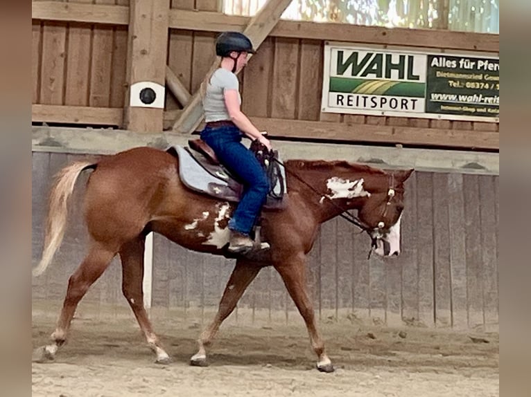 American Paint Horse Ruin 3 Jaar 154 cm Overo-alle-kleuren in Haldenwang