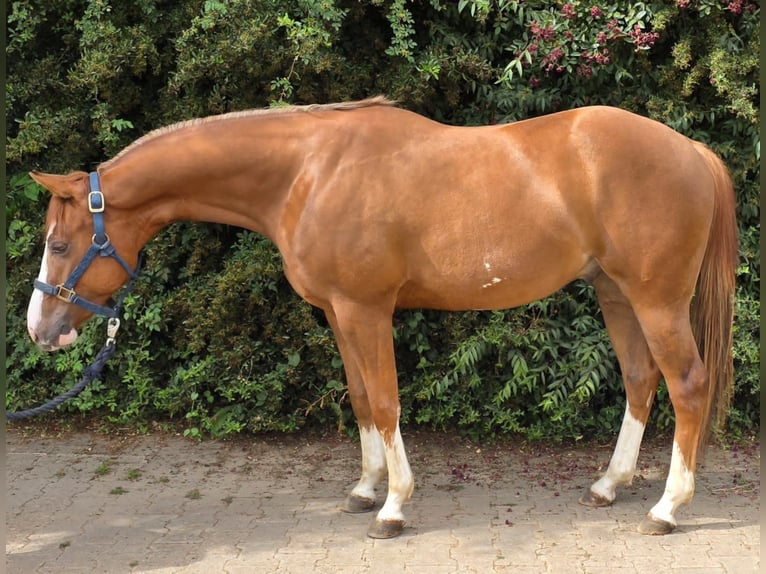 American Paint Horse Ruin 3 Jaar 154 cm Vos in Reichweiler