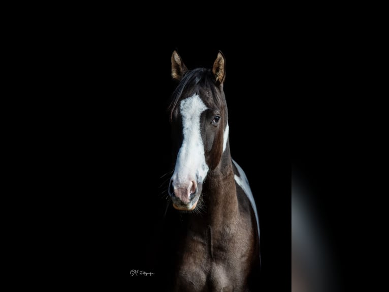 American Paint Horse Ruin 3 Jaar 155 cm Grullo in Amsterdam