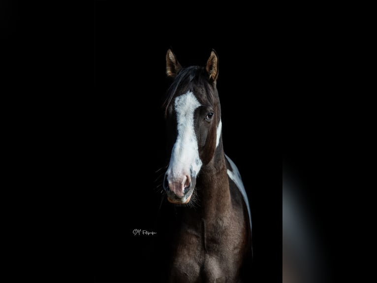 American Paint Horse Ruin 3 Jaar 155 cm Grullo in Amsterdam