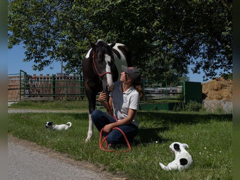 American Paint Horse Ruin 3 Jaar 155 cm Tobiano-alle-kleuren in Kappelen