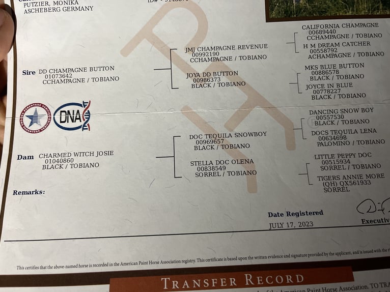 American Paint Horse Ruin 3 Jaar 155 cm Tobiano-alle-kleuren in Kappelen