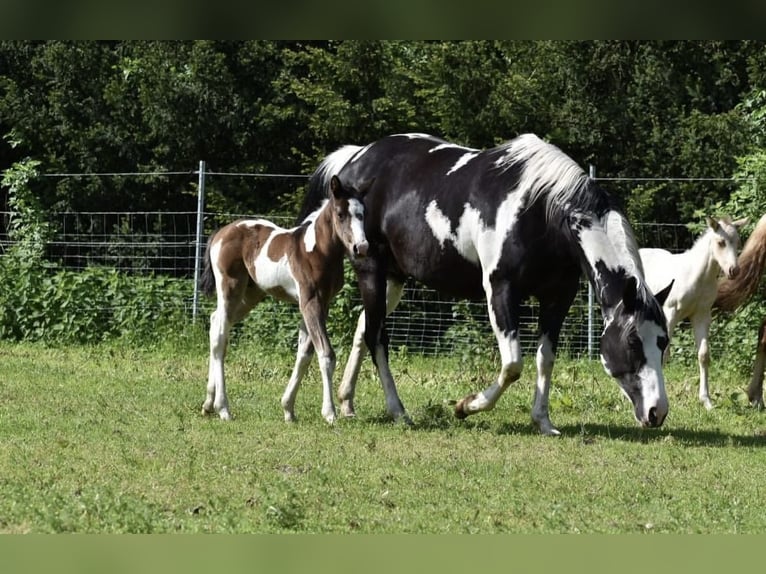 American Paint Horse Ruin 3 Jaar 155 cm Tobiano-alle-kleuren in Kappelen