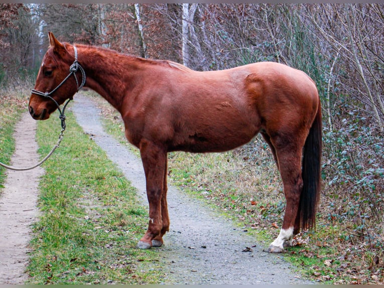 American Paint Horse Ruin 3 Jaar 155 cm Vos in Frankfurt am Main