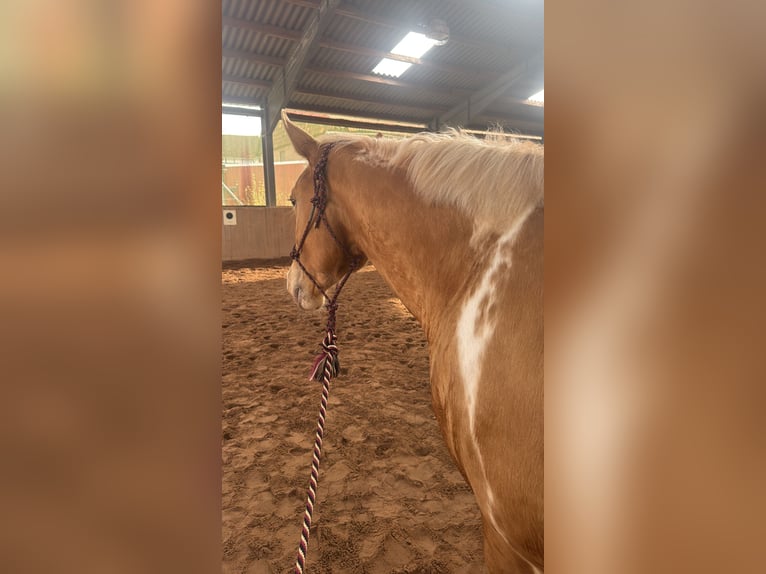 American Paint Horse Ruin 3 Jaar 160 cm Champagne in Stadthagen