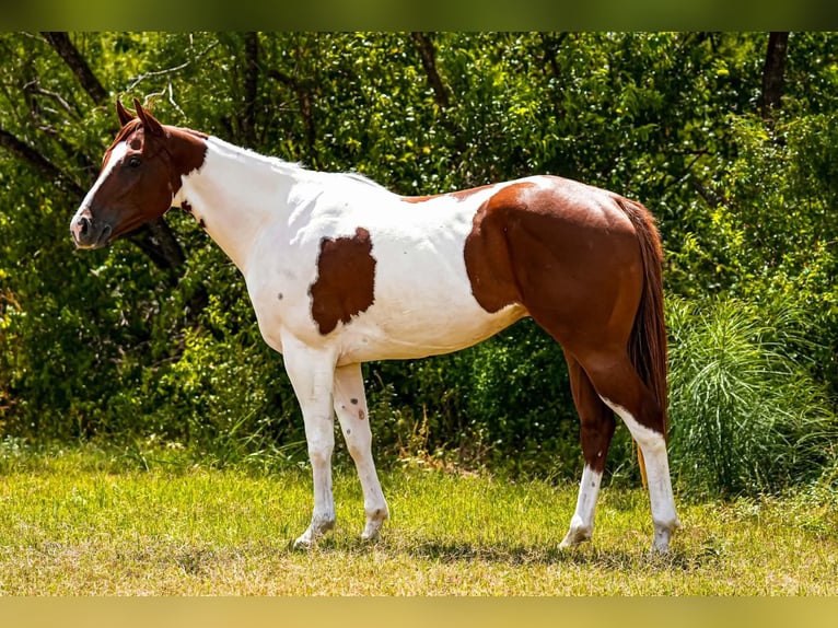 American Paint Horse Ruin 3 Jaar Tobiano-alle-kleuren in Elmendorf