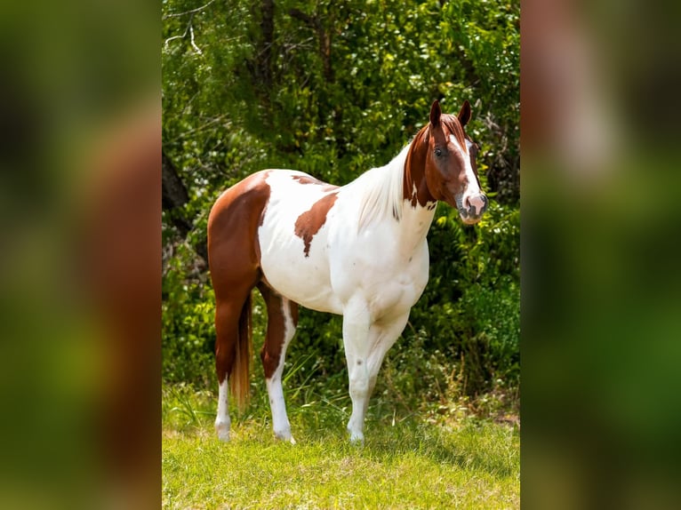 American Paint Horse Ruin 3 Jaar Tobiano-alle-kleuren in Elmendorf