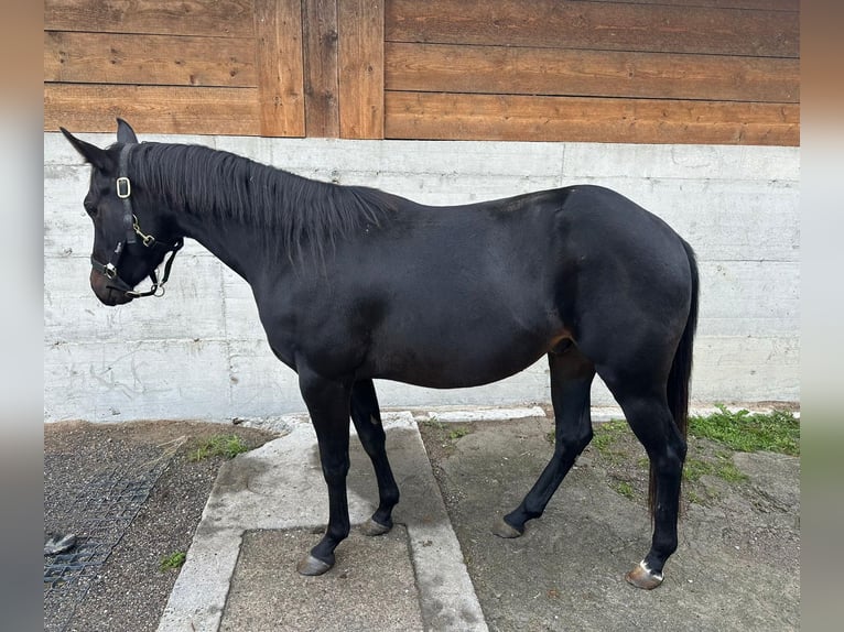 American Paint Horse Ruin 4 Jaar 145 cm Bruin in St. Leonhard in Passeier