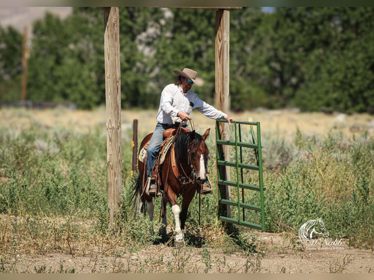 American Paint Horse Ruin 4 Jaar 145 cm Roodbruin in Cody