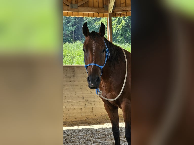 American Paint Horse Ruin 4 Jaar 145 cm Roodbruin in Biberach an der Ri&#xDF;