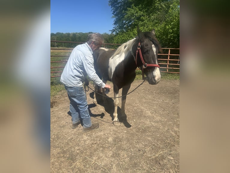 American Paint Horse Ruin 4 Jaar 147 cm Gevlekt-paard in Manchester, Tennessee