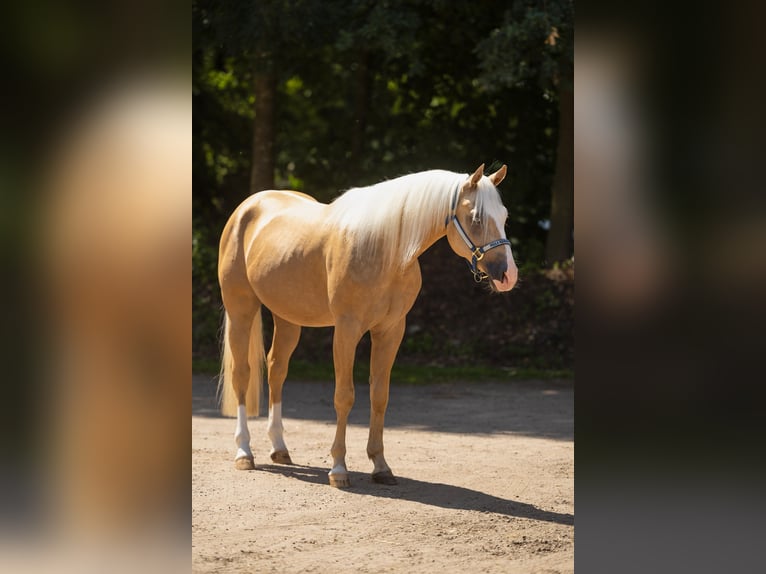 American Paint Horse Ruin 4 Jaar 147 cm Palomino in Küps