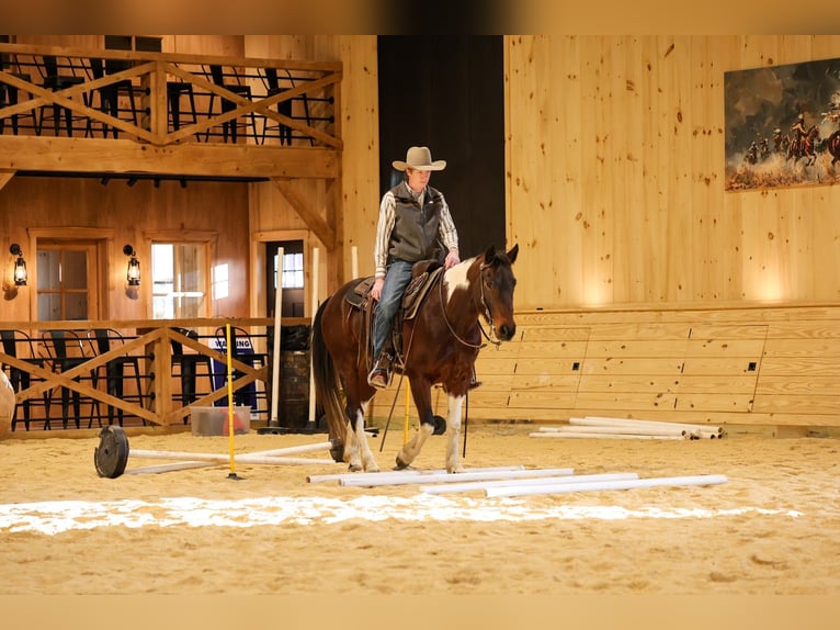 American Paint Horse Ruin 4 Jaar 147 cm Roodbruin in Needmore